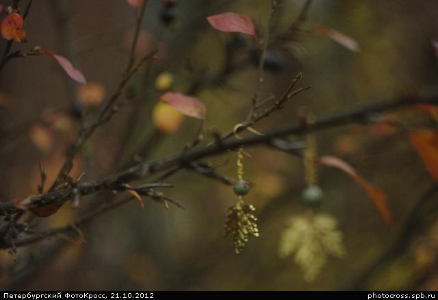 Фотокросс «Большой Осенний», кросс Чудо-дерево команды №10