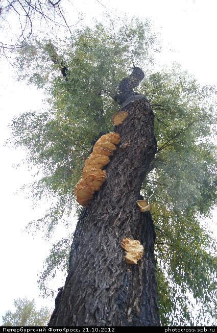 Фотокросс «Большой Осенний», кросс Чудо-дерево команды №27