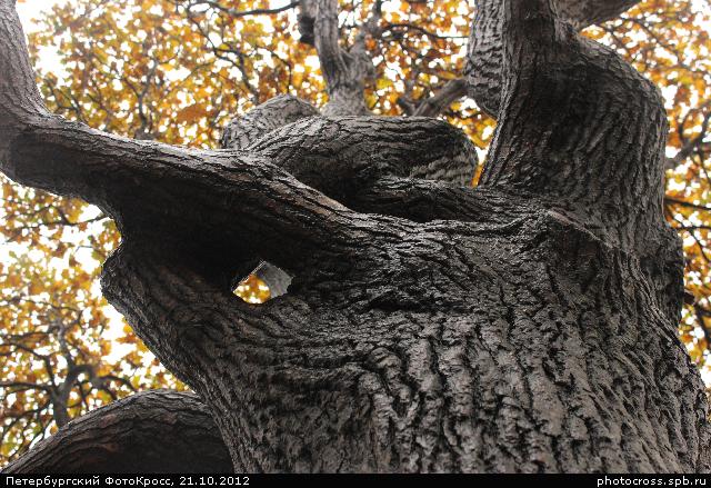 Фотокросс «Большой Осенний», кросс Чудо-дерево команды №30