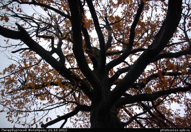 Фотокросс «Большой Осенний», кросс Чудо-дерево команды №57