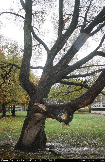 Фотокросс «Большой Осенний», кросс Чудо-дерево команды №93